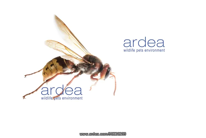 : The European hornet (Vespa crabro) against a white background, Liguria, Italy : The European hornet (Vespa crabro) against a white background, Liguria, Italy