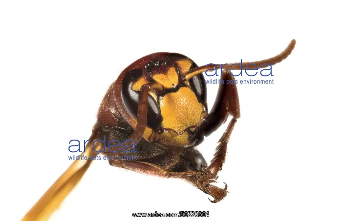 : The European hornet (Vespa crabro) against a white background, head shot, Liguria, Italy : The European hornet (Vespa crabro) against a white background, head shot, Liguria, Italy