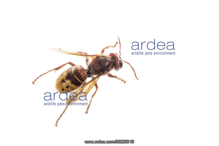 : The European hornet (Vespa crabro) against a white background, Liguria, Italy : The European hornet (Vespa crabro) against a white background, Liguria, Italy