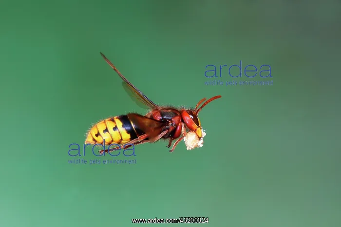 : European hornet (Vespa crabro) worker with building : European hornet (Vespa crabro) worker with building