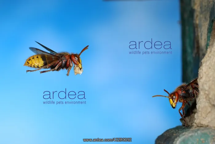 : European hornet (Vespa crabro), worker flies with : European hornet (Vespa crabro), worker flies with