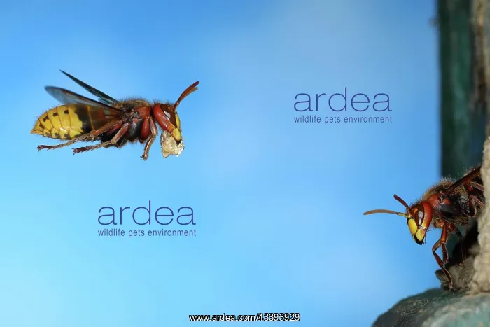 : European hornet (Vespa crabro), worker flies wit : European hornet (Vespa crabro), worker flies wit