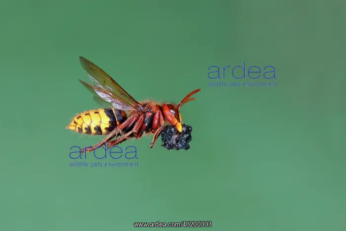 : European hornet (Vespa crabro) worker with food : European hornet (Vespa crabro) worker with food