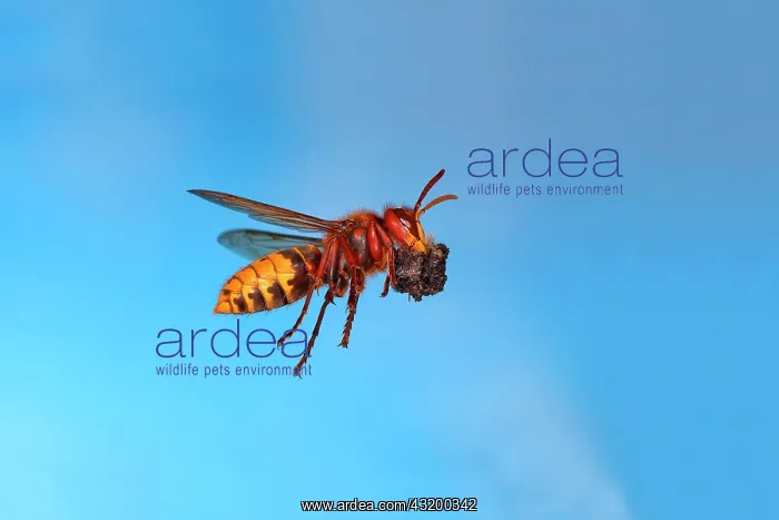 : European hornet (Vespa crabro) worker with food : European hornet (Vespa crabro) worker with food
