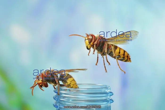  : European hornets (Vespa crabro) in flight at a drink