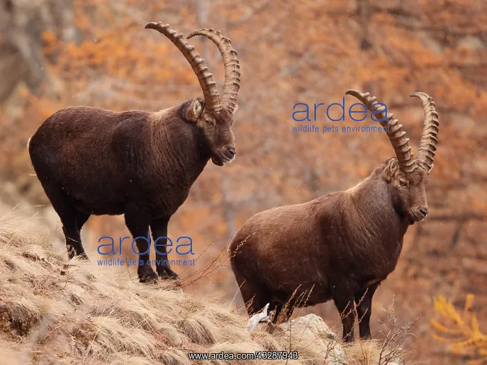 : European ibex-bucks are standin on a mountain slope, Italy : European ibex-bucks are standin on a mountain slope, Italy
