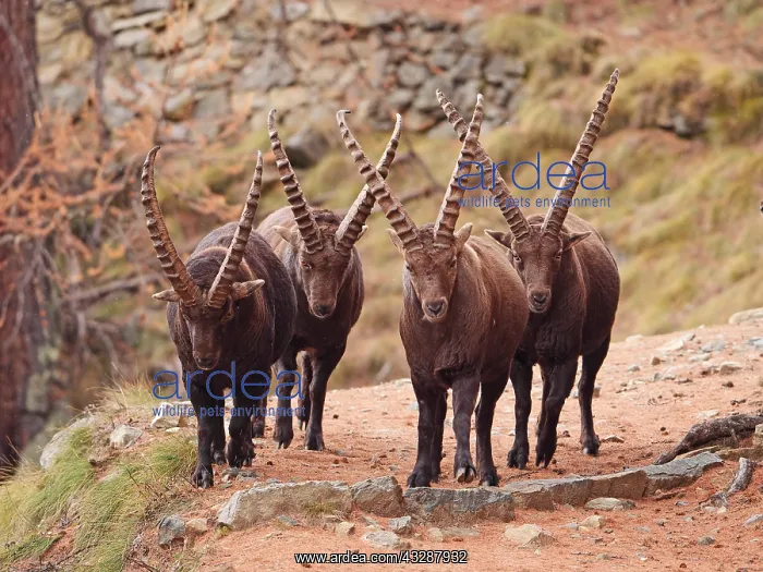 : European ibex-groupe of bucks is walking together : European ibex-groupe of bucks is walking together