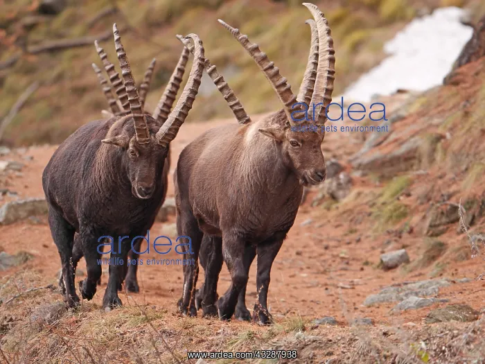  : European ibex-groupe of bucks walking together on