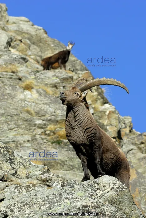 : European Ibex - on mountainside : European Ibex - on mountainside