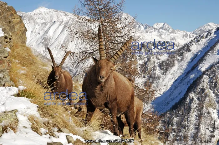 : European Ibex - on mountainside in snow : European Ibex - on mountainside in snow