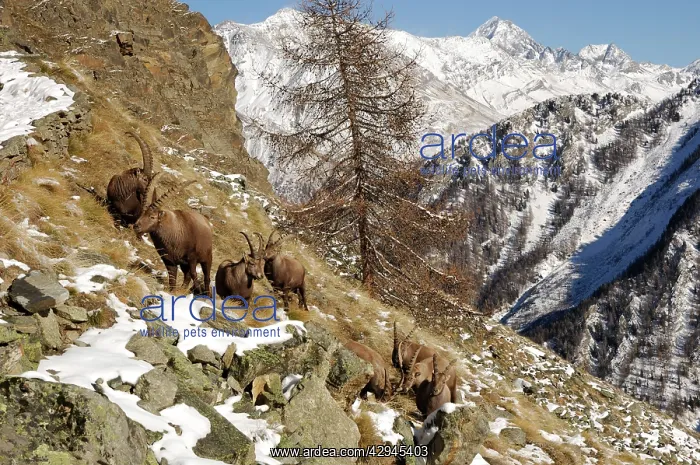 : European Ibex - on mountainside in snow : European Ibex - on mountainside in snow