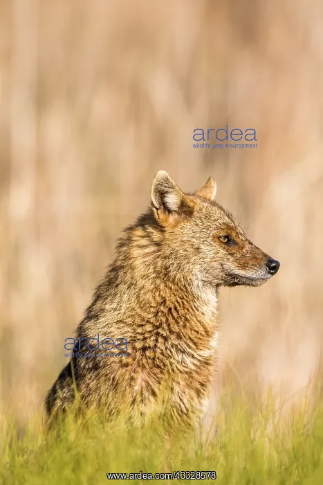  : European jackal (Canis aureus moreoticus), Danube
