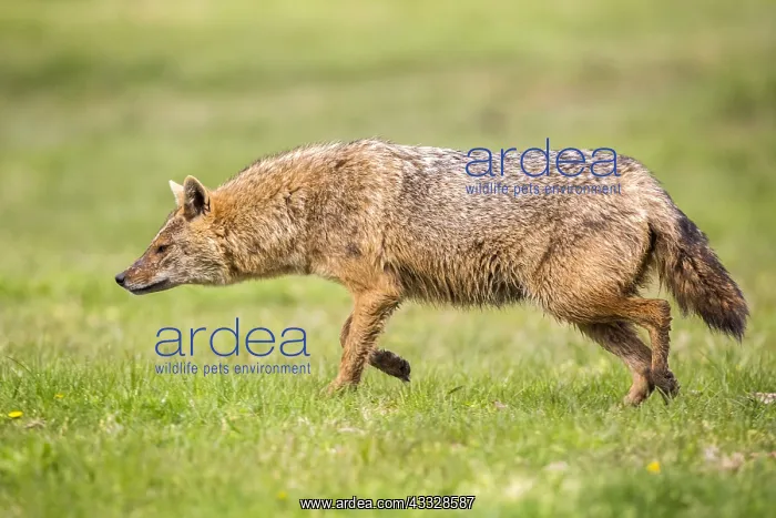 : European jackal (Canis aureus moreoticus), Danube : European jackal (Canis aureus moreoticus), Danube