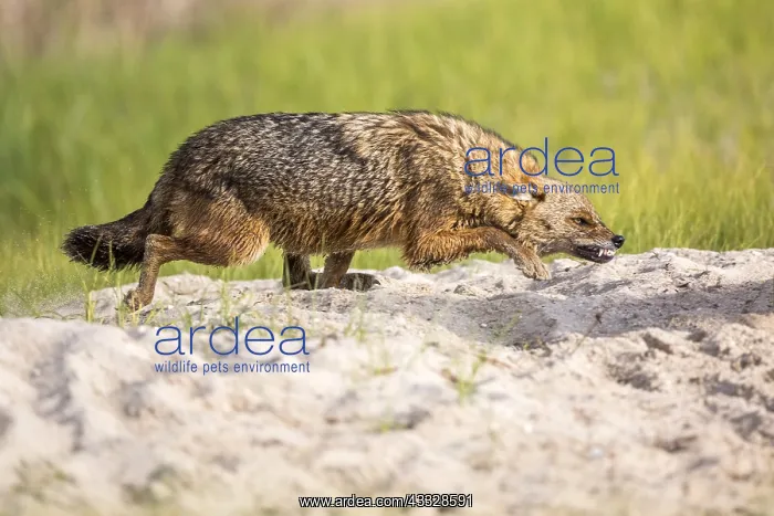 : European jackal (Canis aureus moreoticus), Danube : European jackal (Canis aureus moreoticus), Danube