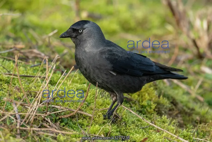 : European jackdaw, Corvus monedula, feeding in grassland : European jackdaw, Corvus monedula, feeding in grassland