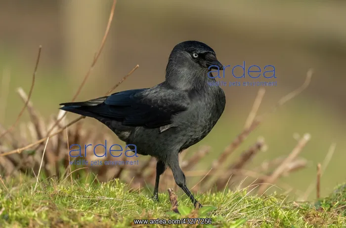 : European jackdaw, Corvus monedula, feeding in grassland : European jackdaw, Corvus monedula, feeding in grassland