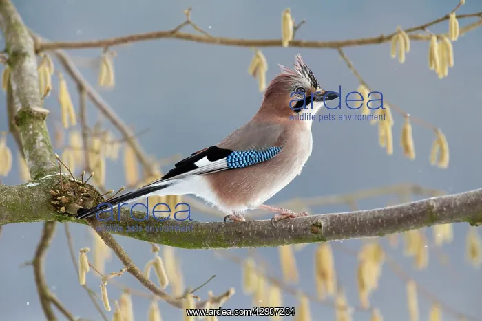 : European Jay : European Jay