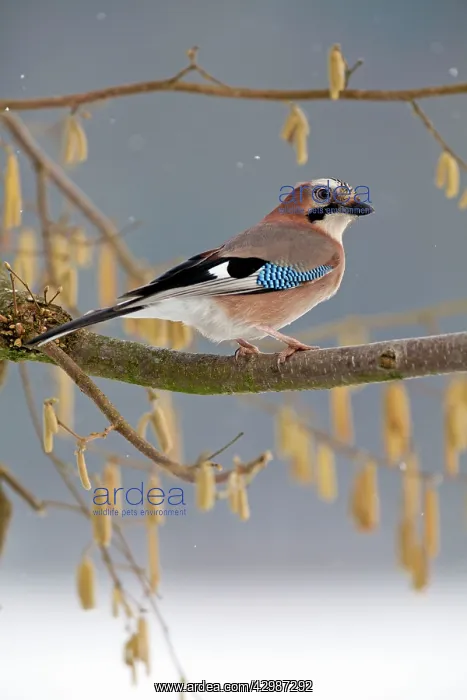 : European Jay : European Jay