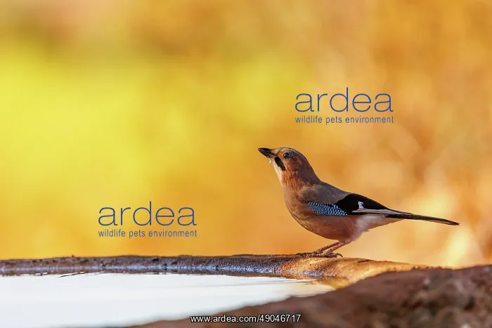 : European Jay : European Jay