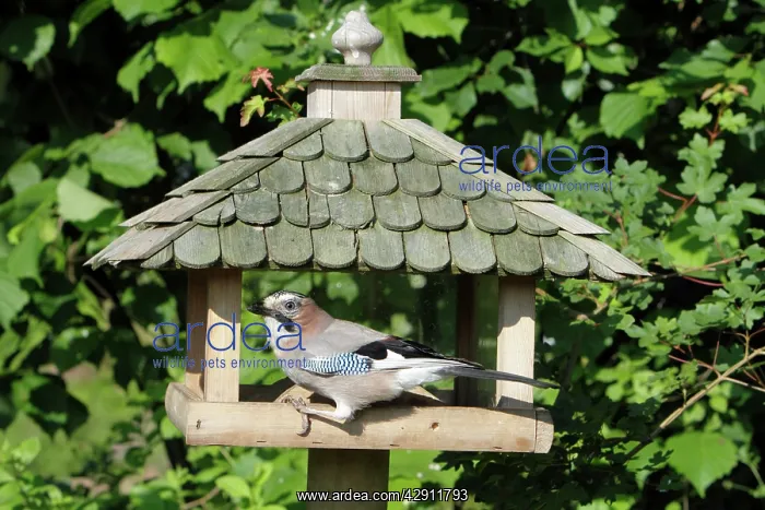 : European Jay - at bird feeding station : European Jay - at bird feeding station