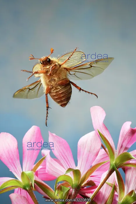  : European June beetle (Amphimallon solstitiale)
