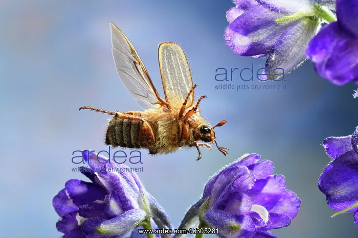  : European June beetle (Amphimallon solstitiale)