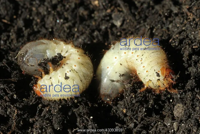 : European june beetle (Amphimallon solstitiale) l : European june beetle (Amphimallon solstitiale) l