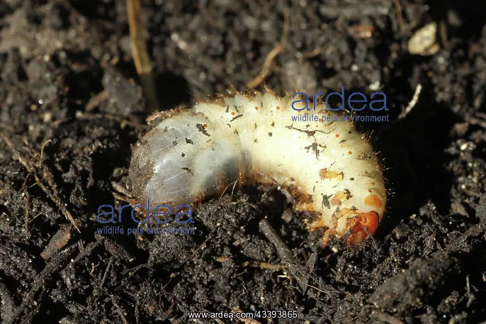 : European june beetle (Amphimallon solstitiale) l : European june beetle (Amphimallon solstitiale) l