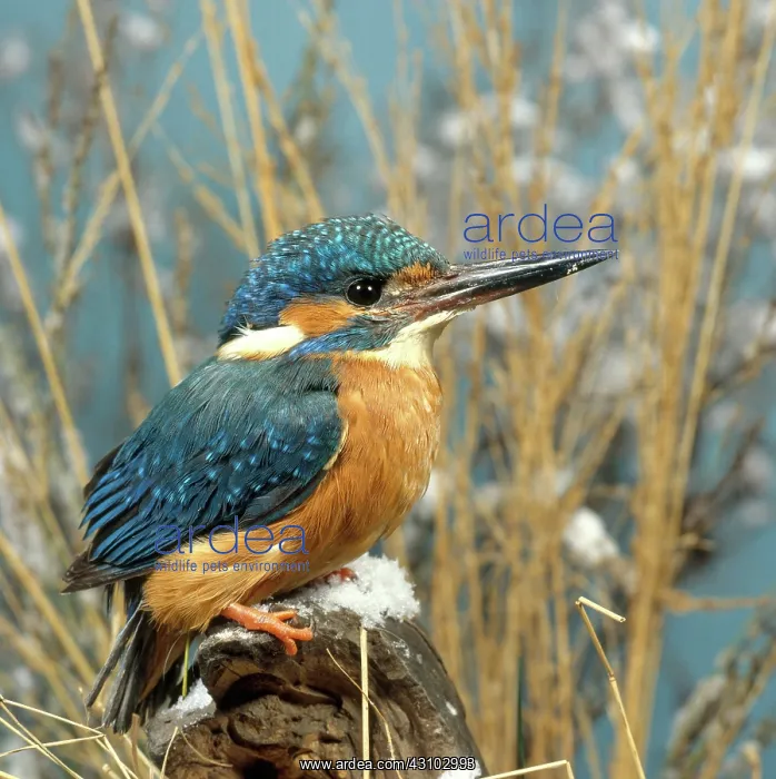 : European Kingfisher : European Kingfisher