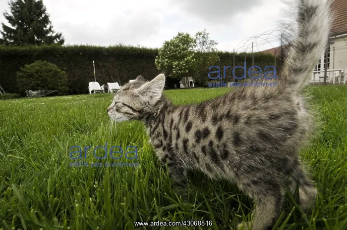 : European kitten walking in the grass in a garden France : European kitten walking in the grass in a garden France