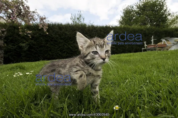 : European kitten walking in the grass in a garden France : European kitten walking in the grass in a garden France