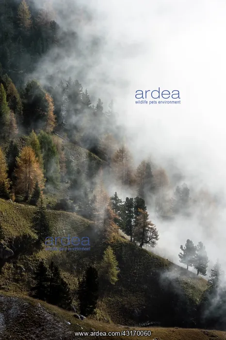 : European Larch : European Larch