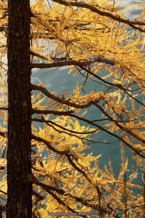 : European Larch - autumn colours : European Larch - autumn colours
