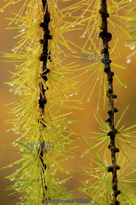 : European larch: autumn foliage on a rainy day : European larch: autumn foliage on a rainy day