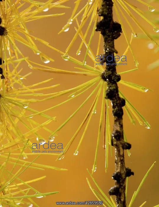 : European larch: autumn foliage on a rainy day : European larch: autumn foliage on a rainy day