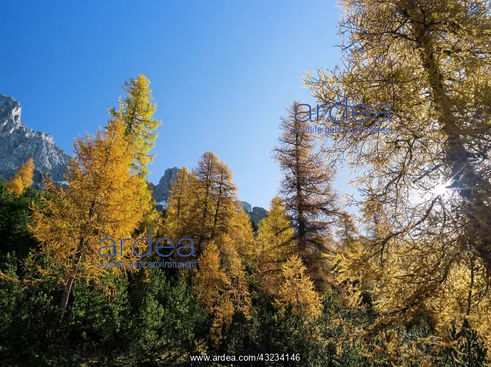 : European Larch (Larix decidua) autumn colors : European Larch (Larix decidua) autumn colors