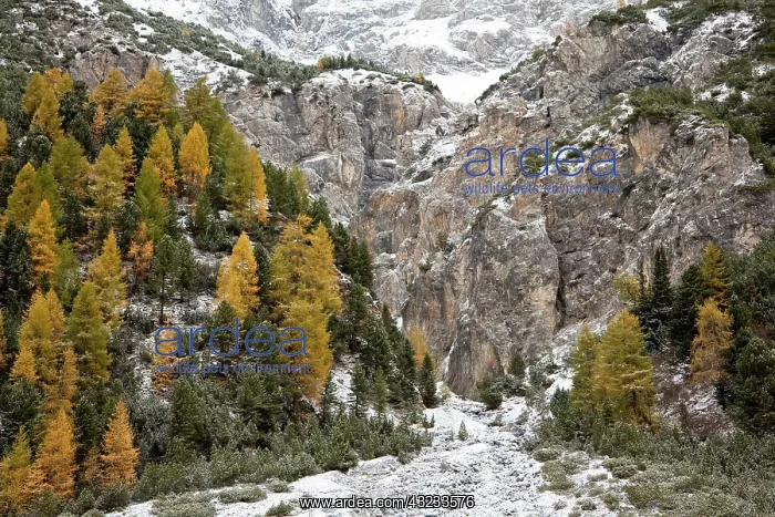 : European larch (Larix decidua), golden colors : European larch (Larix decidua), golden colors
