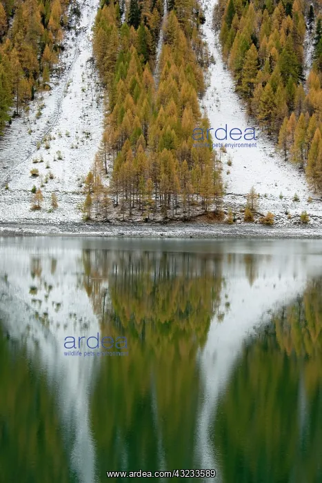 : European larch (Larix decidua), golden colors : European larch (Larix decidua), golden colors