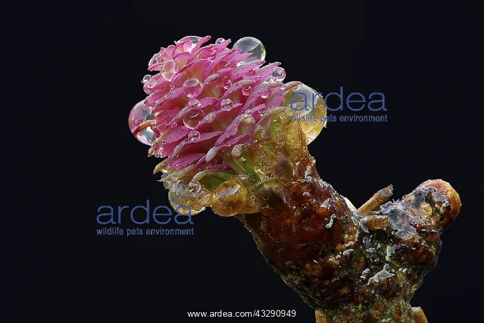 : European Larch (Larix decidua) male flower with : European Larch (Larix decidua) male flower with
