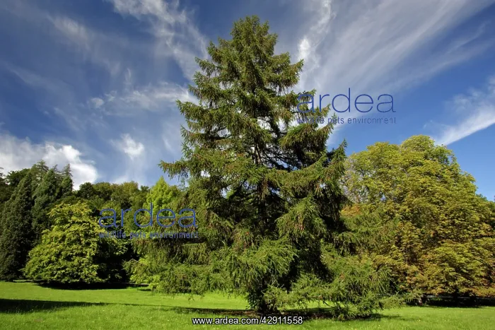 : European Larch - single tree in meadow : European Larch - single tree in meadow