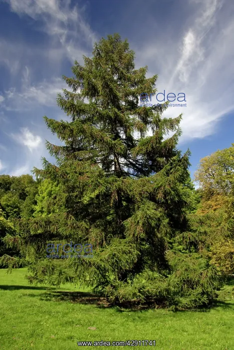 : European Larch - single tree on meadow : European Larch - single tree on meadow