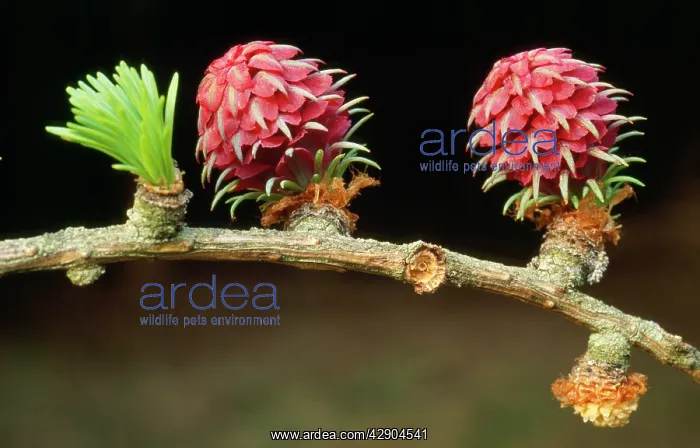 : European LARCH Tree Flowers : European LARCH Tree Flowers