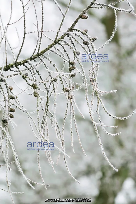 : European Larch Tree - with frost : European Larch Tree - with frost
