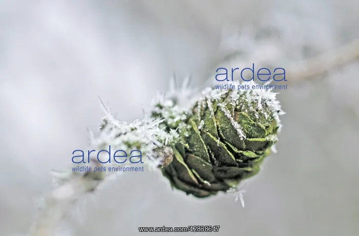  : European Larch Tree - with frost on cone