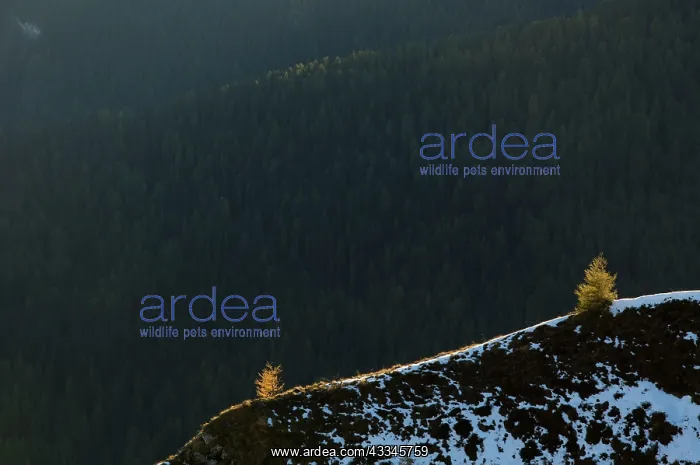 : European Larch Trees - young trees in autumn colour : European Larch Trees - young trees in autumn colour