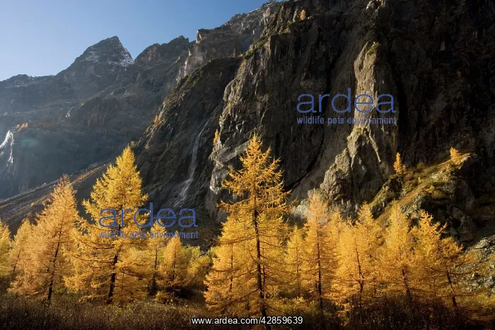 : European larches in autumn colour : European larches in autumn colour