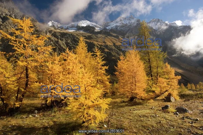  : European larches in autumn colour