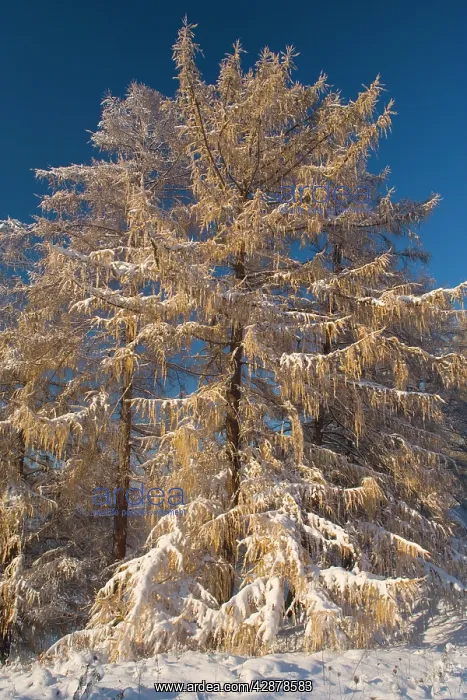 : European larches - early snow has fallen and covers : European larches - early snow has fallen and covers