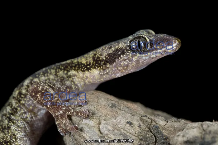: European Leaf-toed Gecko : European Leaf-toed Gecko