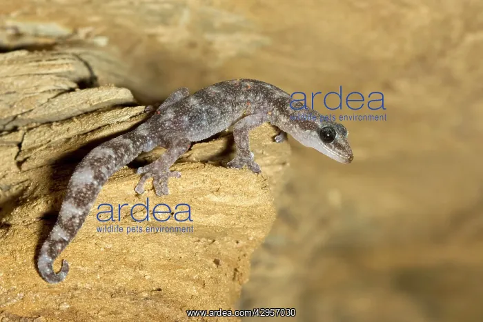 : European Leaf-toed Gecko - adult : European Leaf-toed Gecko - adult